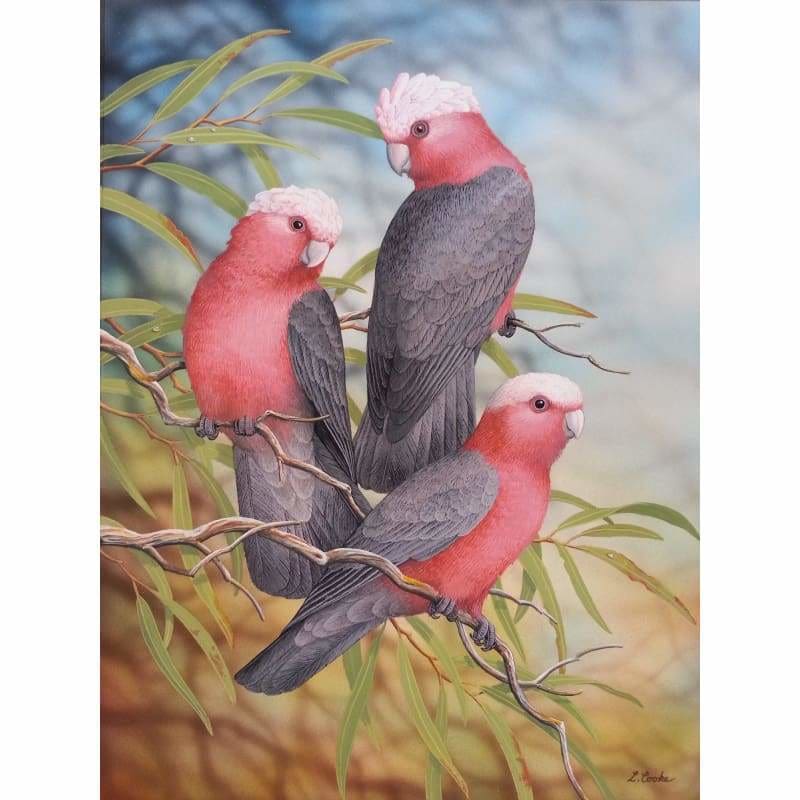 Galahs Kit