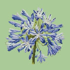 Agapanthus - NEEDLEWORK KITS