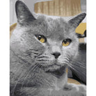 Cat Diy Paint By Numbers Kits WM-1700 - NEEDLEWORK KITS