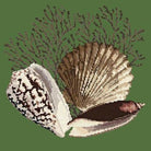 Fan Coral - NEEDLEWORK KITS