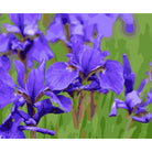 Flower Diy Paint By Numbers Kits ZXAN1527 - NEEDLEWORK KITS