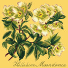 Hellebore Moondance - NEEDLEWORK KITS