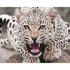 Leopard Diy Paint By Numbers Kits WM-045 - NEEDLEWORK KITS