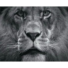 Lion Diy Paint By Numbers Kits VM95701 - NEEDLEWORK KITS