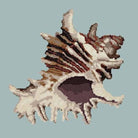 Spiky Conch - NEEDLEWORK KITS