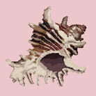 Spiky Conch - NEEDLEWORK KITS