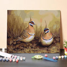 Spinifex Pigeons