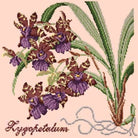 Zygopetalum (Ladybird Orchid) - NEEDLEWORK KITS